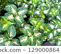Coleus 129000864