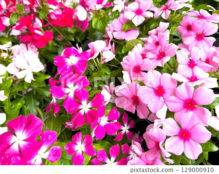 Nichinichiso Nichinichiso 129000910