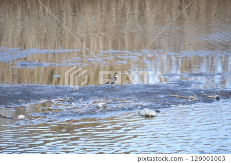 一隻畫眉鳥穿過河流淺灘 129001003