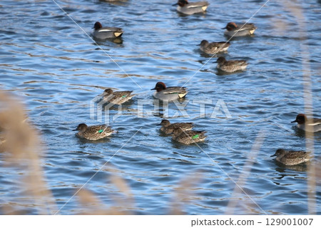 A duck swimming leisurely in the river 129001007