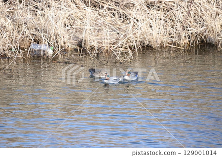 A duck swimming leisurely in the river 129001014