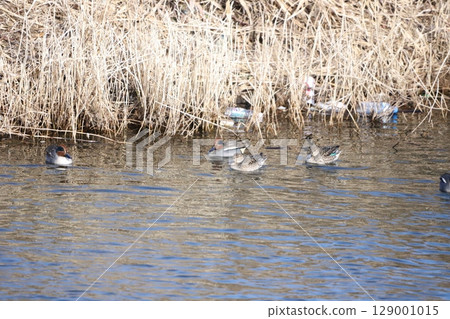 A duck swimming leisurely in the river 129001015