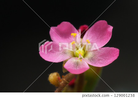 野生鸚鵡湯的花 129001238