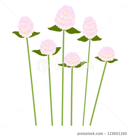 White and pink globe amaranth White and pink globe amaranth 129001260