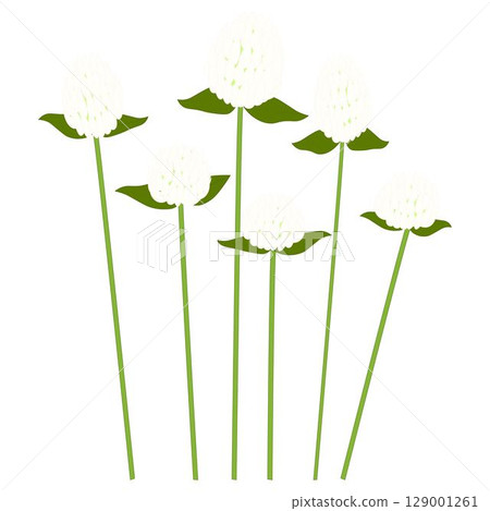 White globe amaranth White globe amaranth 129001261