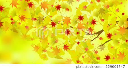 Autumn leaves ginkgo autumn background 129001347