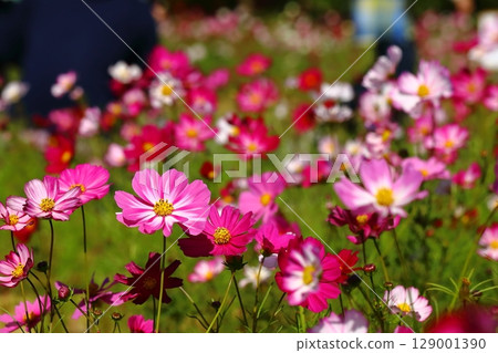 Colorful cosmos 129001390