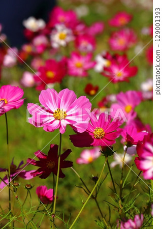 多彩的宇宙 129001393