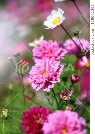 Colorful cosmos 129001398