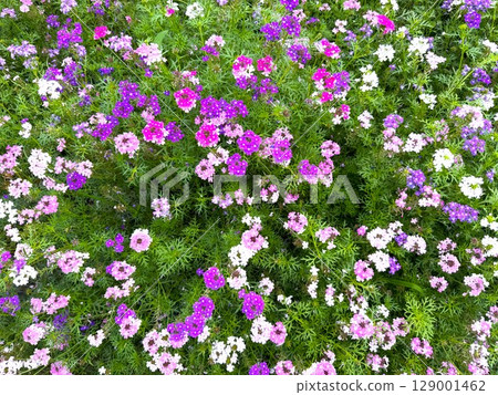 Bijozakura Bijozakura 129001462