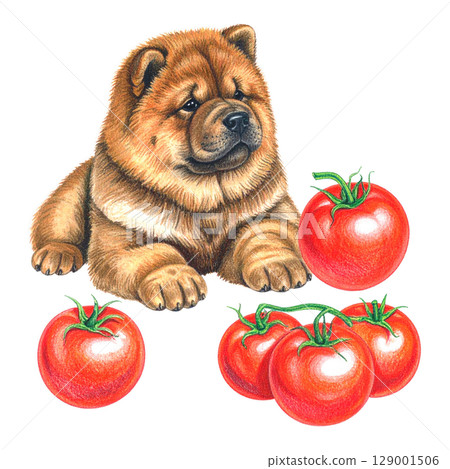 鮮紅的番茄和鬆獅犬彩色鉛筆插圖1/傳單和海報材料 129001506