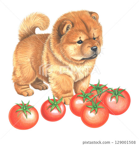 鮮紅的番茄和鬆獅犬彩色鉛筆插圖3/傳單和海報材料 129001508