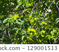 Plum fruit 129001513