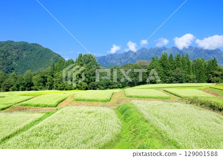 Buckwheat field in Togakushi plateau Buckwheat field in Togakushi plateau 129001588