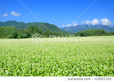 Buckwheat field in Togakushi plateau 129001589