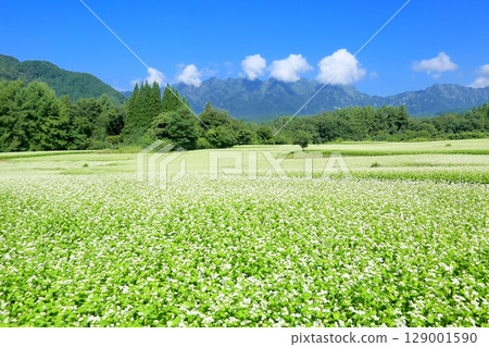 Togakushi高原的蕎麥田 129001590