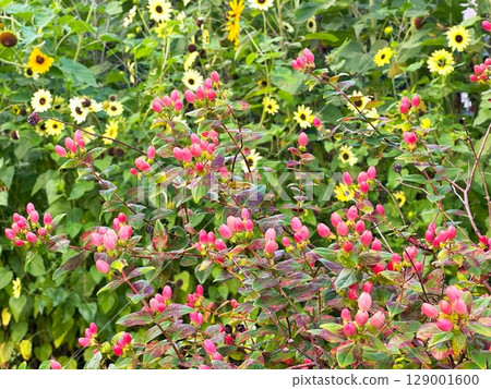 金絲桃 金絲桃 129001600