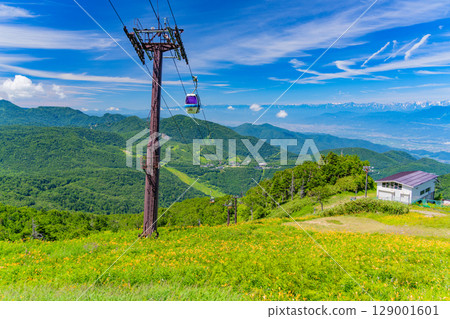 【長野縣】志賀高原東館山滑雪場山坡上盛開的萱草（東館山高山植物園） 129001601