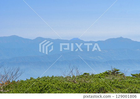 Southern Alps and Mt. Fuji through the Pumila Pines Southern Alps and Mt. Fuji through the Pumila Pines 129001806