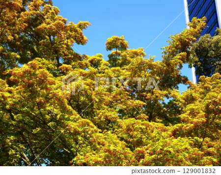 Young maple leaves at the Kyu-Shiba Rikyu Gardens stand out against the blue sky Young maple leaves at the Kyu-Shiba Rikyu Gardens stand out against the blue sky 129001832