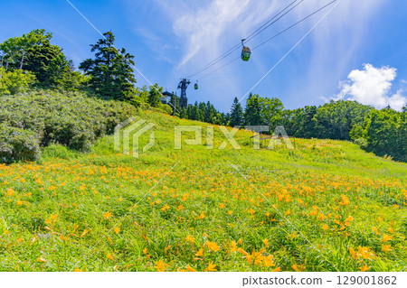【長野縣】志賀高原東館山滑雪場山坡上盛開的萱草（東館山高山植物園） 129001862