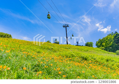 【長野縣】志賀高原東館山滑雪場山坡上盛開的萱草（東館山高山植物園） 129001866
