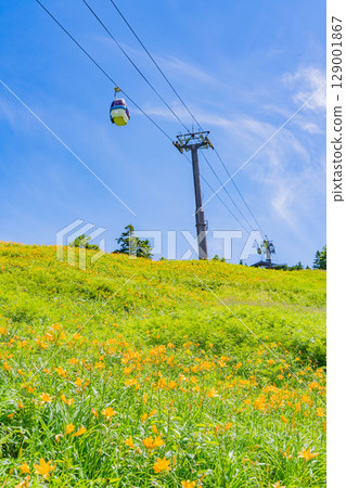 【長野縣】志賀高原東館山滑雪場山坡上盛開的萱草（東館山高山植物園） 129001867