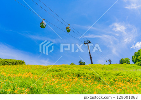 【長野縣】志賀高原東館山滑雪場山坡上盛開的萱草（東館山高山植物園） 129001868