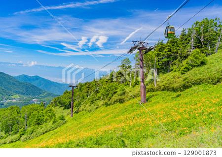 【長野縣】志賀高原東館山滑雪場山坡上盛開的萱草（東館山高山植物園） 129001873