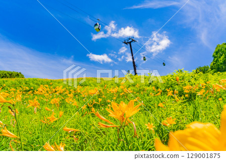 [Nagano Prefecture] Day lilies blooming on the slopes of Shiga Kogen Higashidateyama Ski Resort (Higashidateyama Alpine Botanical Garden) 129001875