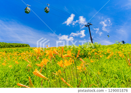 [Nagano Prefecture] Day lilies blooming on the slopes of Shiga Kogen Higashidateyama Ski Resort (Higashidateyama Alpine Botanical Garden) 129001876