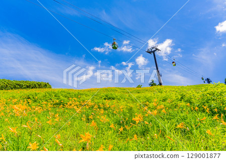 【長野縣】志賀高原東館山滑雪場山坡上盛開的萱草(東館山高山植物園) 【長野縣】志賀高原東館山滑雪場山坡上盛開的萱草(東館山高山植物園) 129001877