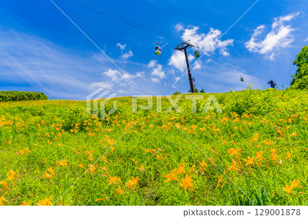 【長野縣】志賀高原東館山滑雪場山坡上盛開的萱草（東館山高山植物園） 129001878