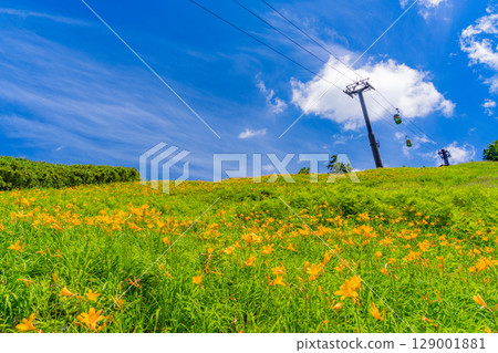 【長野縣】志賀高原東館山滑雪場山坡上盛開的萱草（東館山高山植物園） 129001881