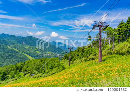 [Nagano Prefecture] Day lilies blooming on the slopes of Shiga Kogen Higashidateyama Ski Resort (Higashidateyama Alpine Botanical Garden) 129001882