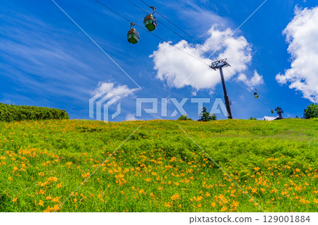【長野縣】志賀高原東館山滑雪場山坡上盛開的萱草(東館山高山植物園) 【長野縣】志賀高原東館山滑雪場山坡上盛開的萱草(東館山高山植物園) 129001884
