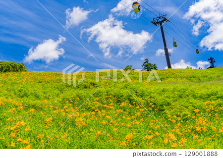 [Nagano Prefecture] Day lilies blooming on the slopes of Shiga Kogen Higashidateyama Ski Resort (Higashidateyama Alpine Botanical Garden) 129001888
