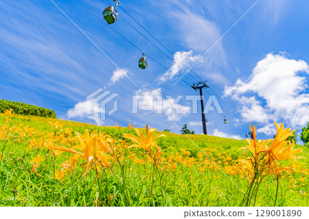 【長野縣】志賀高原東館山滑雪場山坡上盛開的萱草（東館山高山植物園） 129001890