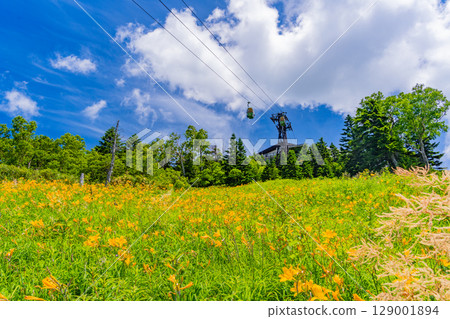 [Nagano Prefecture] Day lilies blooming on the slopes of Shiga Kogen Higashidateyama Ski Resort (Higashidateyama Alpine Botanical Garden) 129001894