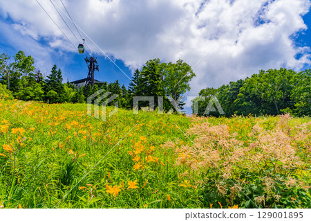 [Nagano Prefecture] Day lilies blooming on the slopes of Shiga Kogen Higashidateyama Ski Resort (Higashidateyama Alpine Botanical Garden) 129001895