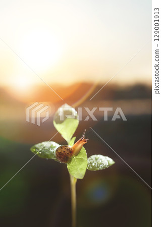 A snail moving slowly on a fresh morning dewy leaf, beautiful nature and eco-friendly background 129001913