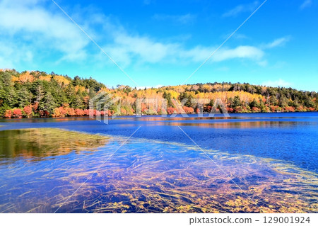 Autumn leaves of Shirakomakike 129001924