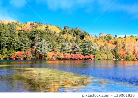 Shirakomakike秋葉 Shirakomakike秋葉 129001926