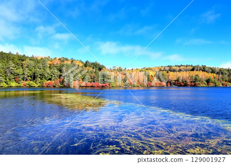 Autumn leaves of Shirakomakike 129001927