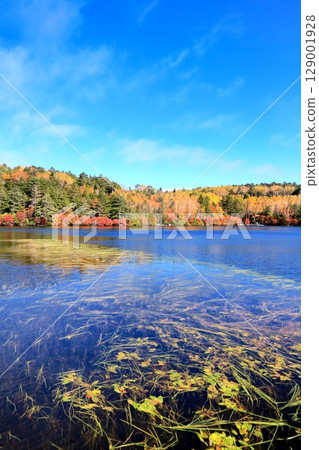 Autumn leaves of Shirakomakike 129001928