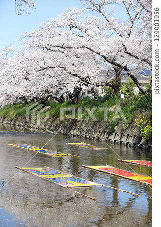 Cherry blossoms, Iwakura City, Cherry Blossom Festival, Gojo River, Aichi Prefecture 129001956