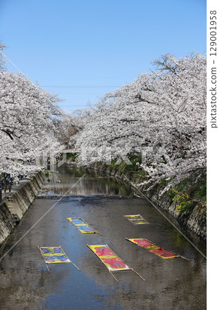 Cherry blossoms, Iwakura City, Cherry Blossom Festival, Gojo River, Aichi Prefecture Cherry blossoms, Iwakura City, Cherry Blossom Festival, Gojo River, Aichi Prefecture 129001958
