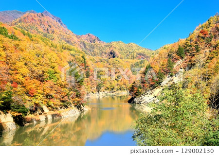 Autumn leaves of Okumo Flower Dam 129002130