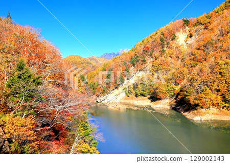 Autumn leaves of Okumo Flower Dam 129002143