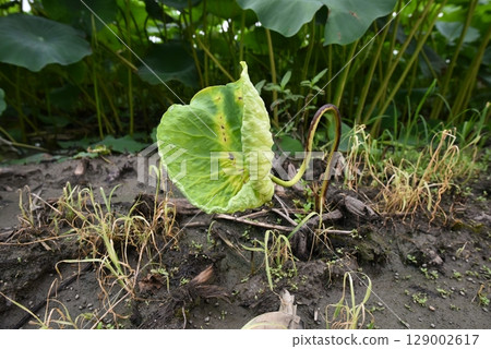 Lotus leaves, summer Lotus leaves, summer 129002617